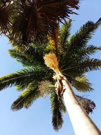 Low angle view of palm tree against clear sky