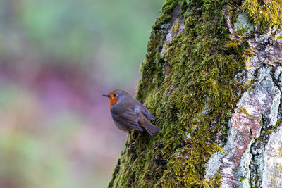 Bird perching on a tree