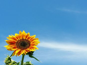 Close-up of sunflower blooming on field against sky