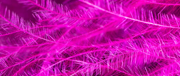 Full frame shot of pink feather