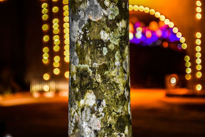 Close-up of illuminated lighting equipment on tree trunk
