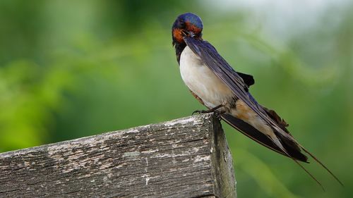 Barn swallow