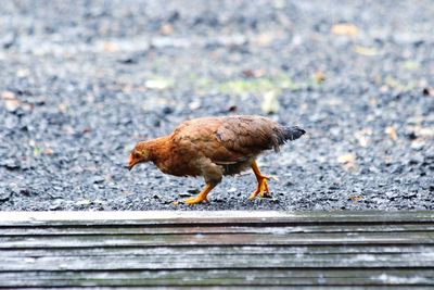 Side view of bird eating