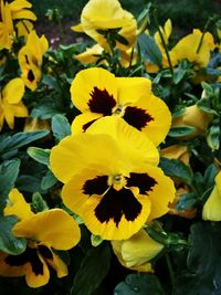 Close-up of yellow flowers blooming outdoors