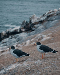 Birds perching on rock by the sea