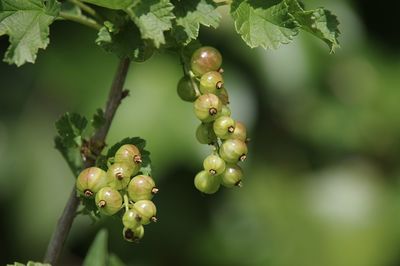 Close-up of grapes growing on tree