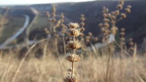 Close-up of wilted plants in field