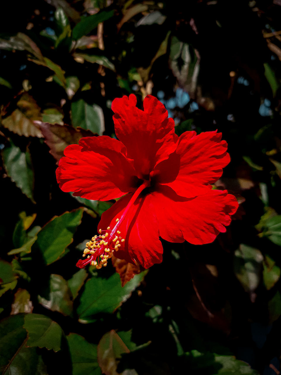 flowering plant, flower, plant, freshness, beauty in nature, red, hibiscus, petal, fragility, flower head, inflorescence, growth, close-up, nature, leaf, plant part, pollen, blossom, no people, malvales, outdoors, focus on foreground, botany, day