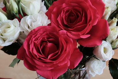 Close-up of red roses