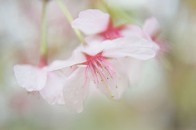 Close-up of pink cherry blossom