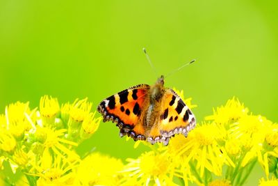 Close-up of butterfly pollinating on yellow flower