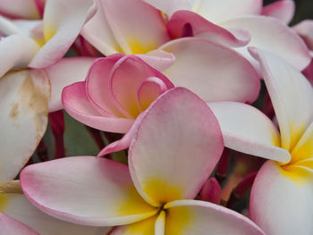 Close-up of pink frangipani flowers