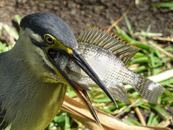 Close-up of bird carrying fish in mouth