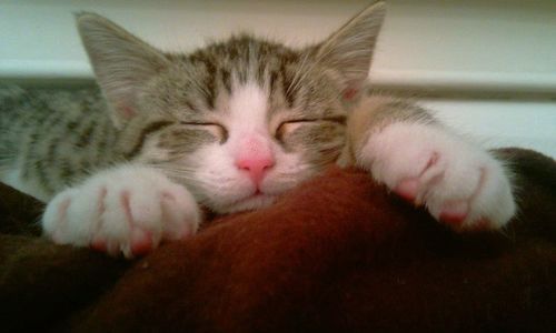 Close-up of cat resting on tiled floor