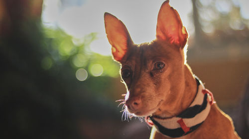 Close-up of a dog looking away