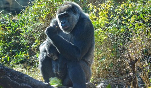 Portrait of guerilla relaxing on field