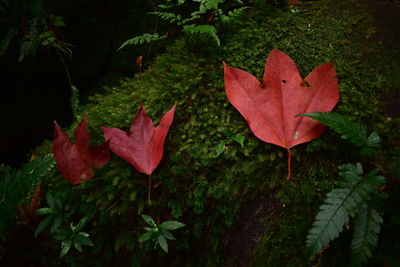 Close-up of red maple leaves on plant