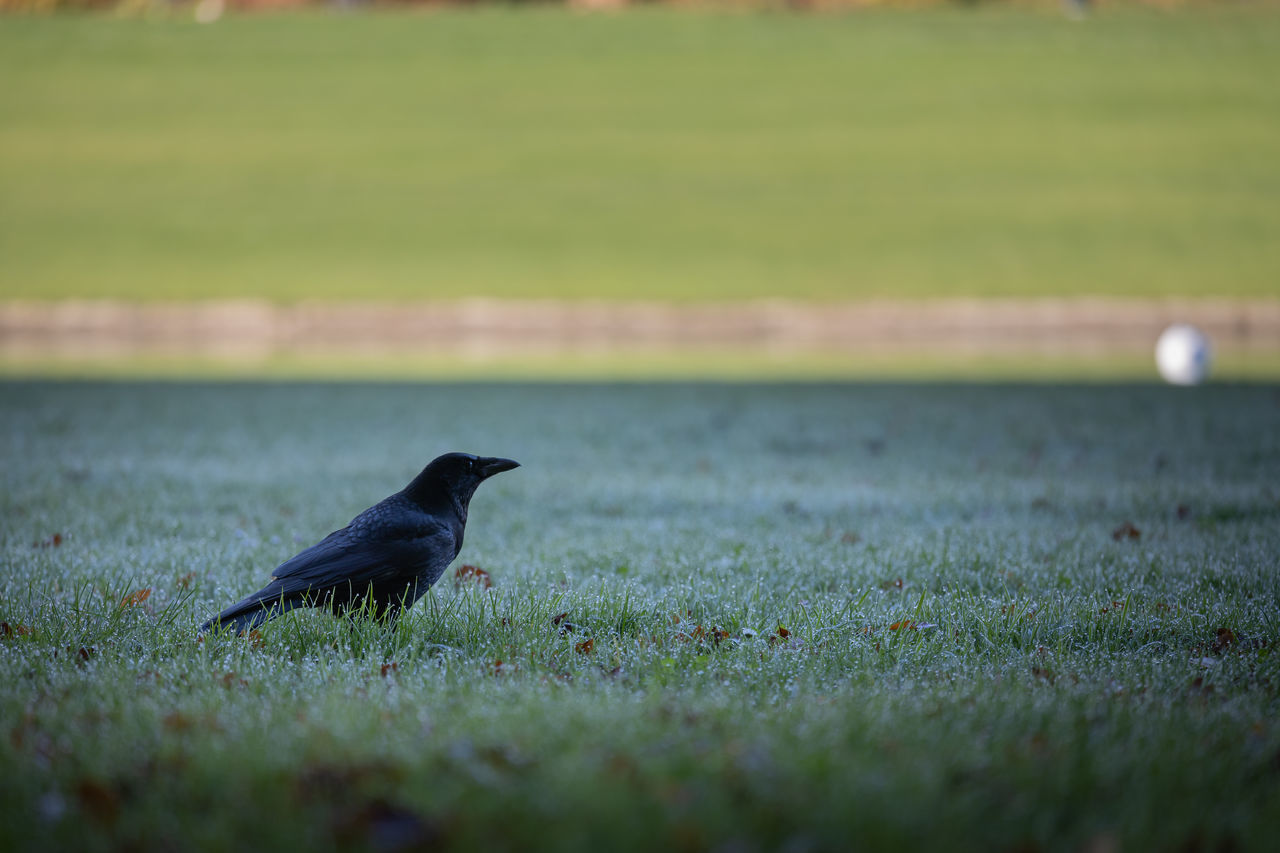 animal themes, animal, nature, green, bird, grass, wildlife, animal wildlife, one animal, plant, selective focus, no people, day, outdoors, side view, land, field, morning