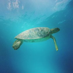 Side view of green turtle swimming in turquoise sea