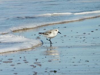 Seagull flying over sea