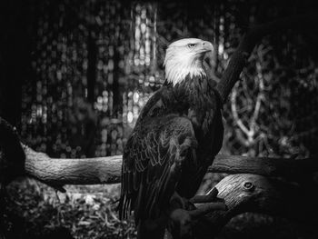 Close-up of eagle perching on tree