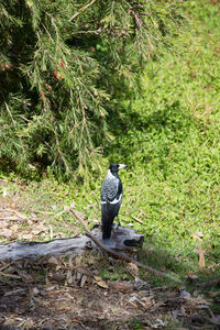 Rear view of bird perching on a tree