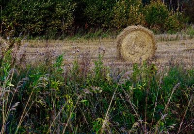 Hay bales on field