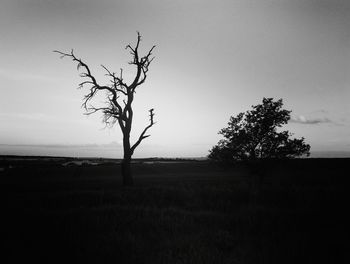 Bare tree on landscape against sky