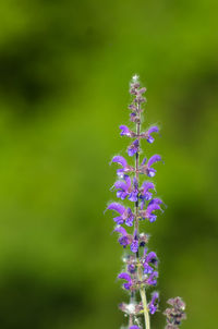 Close-up of purple flowers blooming on field