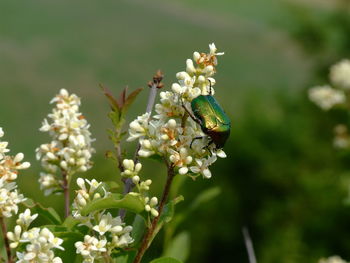 Close-up of bee on flower
