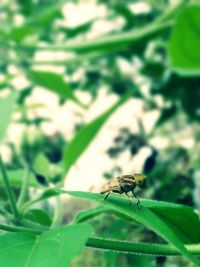 Close-up of insect on leaf