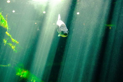 Close-up of fish swimming in water