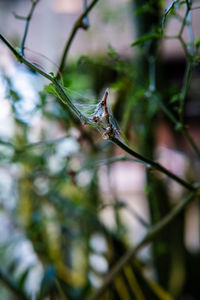 Close-up of bird perching on branch