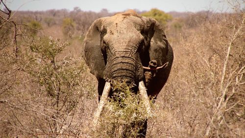 African elephant standing on field