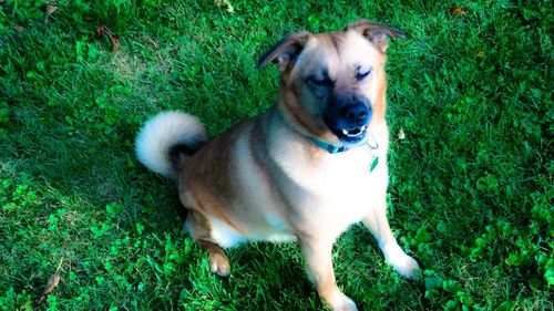 Portrait of dog on grassy field