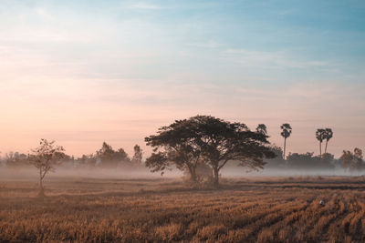 Trees on field against sky during sunset