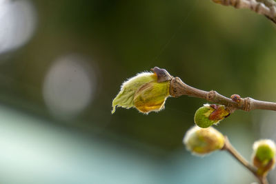 Close-up of grasshopper on flower