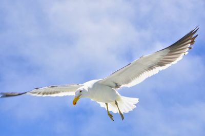 Low angle view of seagull flying