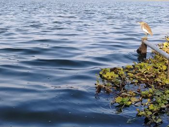 High angle view of water lilies floating on lake