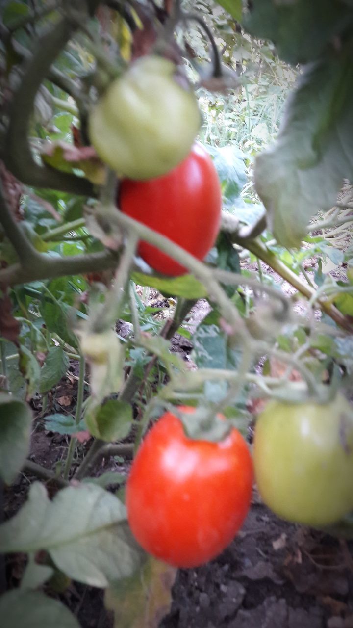 fruit, food and drink, food, red, healthy eating, apple - fruit, tomato, freshness, growth, selective focus, ripe, vegetable, no people, raw food, day, close-up, outdoors, tree, nature, beauty in nature