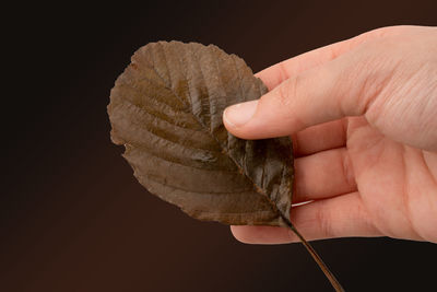 Hand holding a dry autumn leaf on a white background