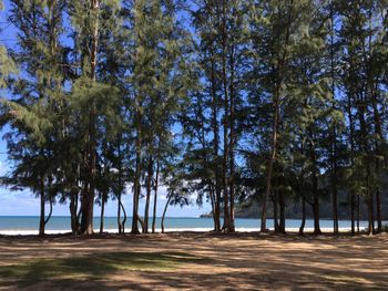 View of trees on beach