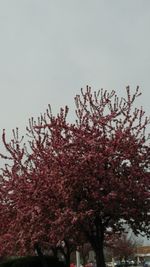 Flower tree against sky