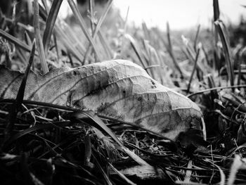 Close-up of plant growing on field