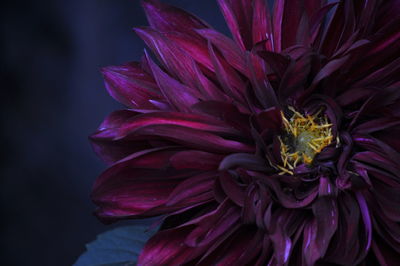 Close-up of purple flower blooming outdoors