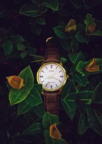 Close-up of clock on plants