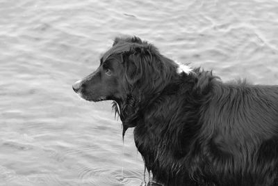 Close-up of dog at beach