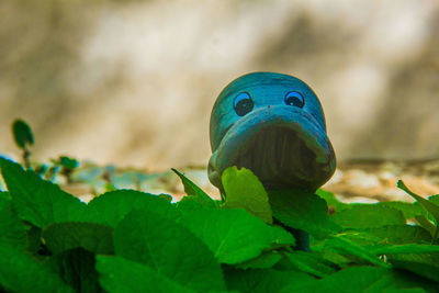 Close-up view of an animal