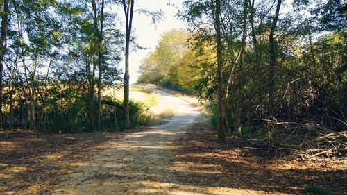 Road amidst trees in forest