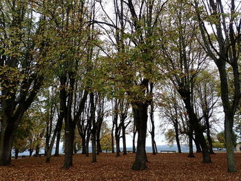 Trees in sunlight